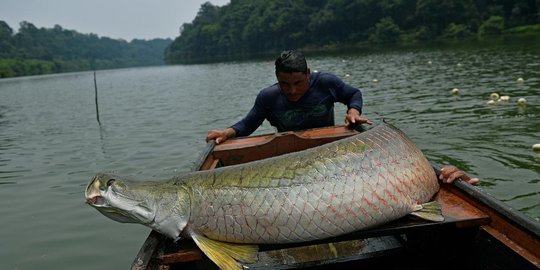 Ikan Arapaima tidak boleh dilepasliarkan di sungai-sungai Indonesia