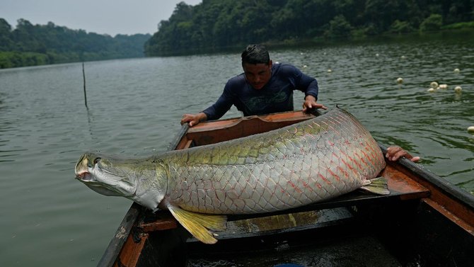 ikan arapaima