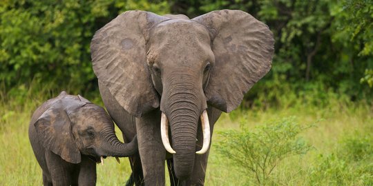 Kawanan gajah rusak perkebunan sawit warga saat melintas di wilayah Aceh Barat