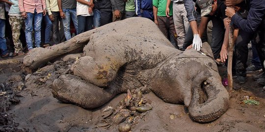 Diduga keracunan, gajah betina ditemukan membusuk di perkebunan sawit