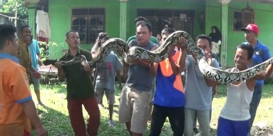 Warga di Tangerang ramai-ramai tangkap piton seberat 70 kg