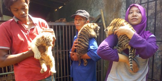 3 Bayi Harimau Benggala jadi penghuni baru di Kebun Binatang Mangkang