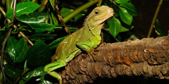 iguana rev1