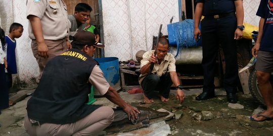 Warga Sumsel temukan dua ikan aligator ukuran jumbo di sungai