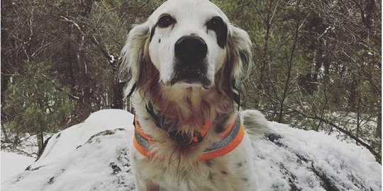 Aksi heroik para hewan menyelamatkan manusia