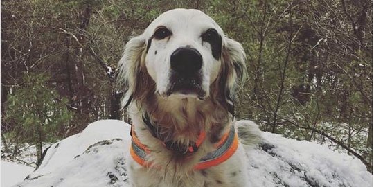 mati demi lindungi nyawa majikan rev1