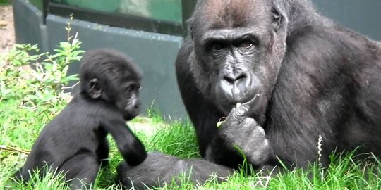 aksi heroik para hewan menyelamatkan manusia