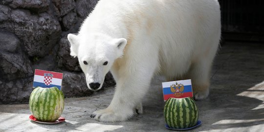 Beruang kutub Aurora prediksi pemenang laga Rusia vs Kroasia