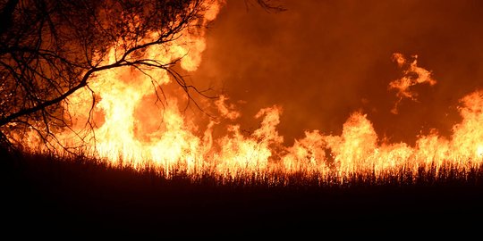 Hutan seluas 4 hektare milik Perhutani di Ponorogo terbakar