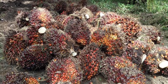 Kelapa sawit RI dicekal Eropa, Mendag Enggar siap buka pasar ke Afrika & Timur Tengah