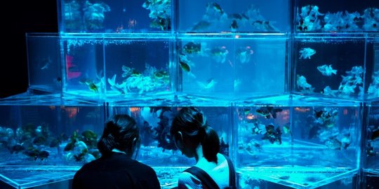 Melihat keunikan pameran akuarium ikan emas di Tokyo