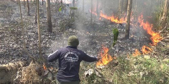 Belasan hektar hutan jati di wilayah BKPH Kemlagi Mojokerto terbakar