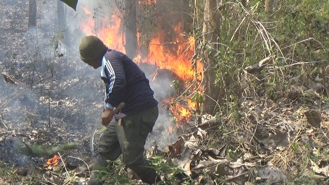 hutan jati mojokerto terbakar