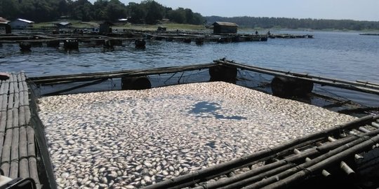 Serangan air putih bikin ikan petani karamba Waduk Kedungombo mati