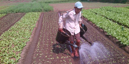 Dibantu BUMN dan perusahaan pelat merah, produksi pertanian diprediksi naik 20 persen