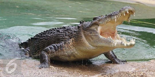 Warga Banyuasin diterkam buaya muara saat memancing ikan