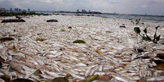 Perubahan cuaca ekstrem sebabkan ribuan ikan mati di Vietnam