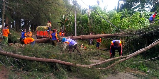 Bustanul tewas usai tabrak pohon tumbang