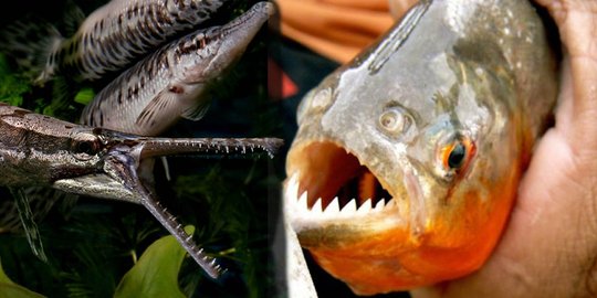 Warga Jambi satu tahun pelihara ikan aligator sepanjang 80 cm