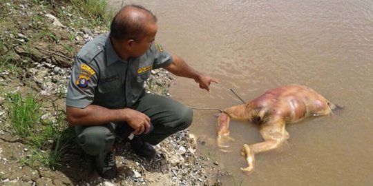 Enam pembunuh orangutan di Kalimantan divonis ringan