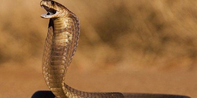 Ular Ular Raksasa Dan Berbisa Ini Berkembang Biak Di