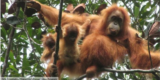 Bayi kembar orangutan Tapanuli terlihat di hutan Batang Toru