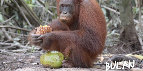 Peringati hari populasi sedunia, 13 Orangutan dilepasliarkan di hutan Kalteng