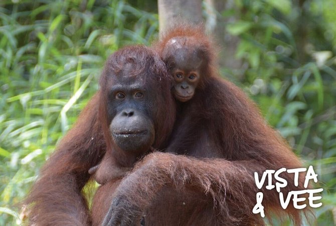 orangutan dilepasliarkan ke hutan tnbbr