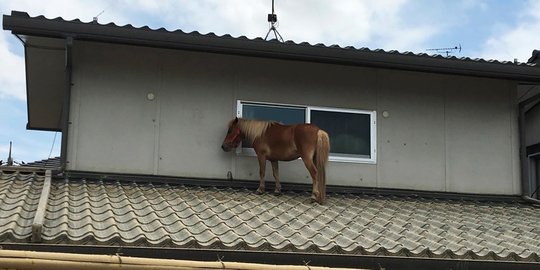 Kasihan, kuda poni ini terjebak di atap rumah