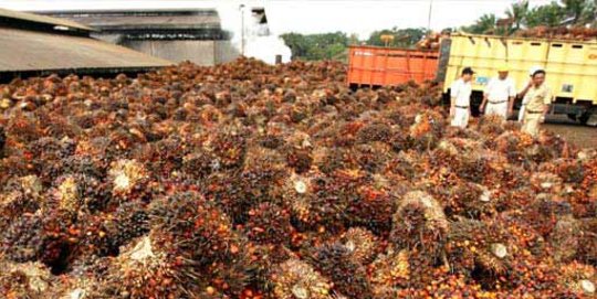 UNDP tawarkan pinjaman, pemerintah dorong pembangunan pabrik sawit rakyat