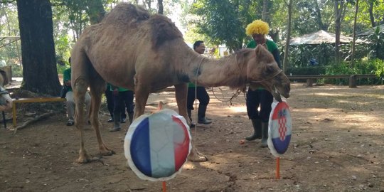 Unta, kambing dan keledai prediksi Kroasia juara Piala Dunia 2018