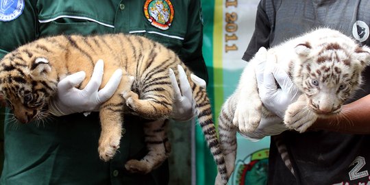 2 Ekor harimau benggala lahir di Medan Zoo