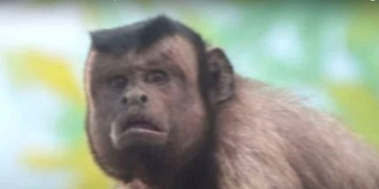 Binatang Binatang Ini Viral Ekspresi Dan Wajahnya Ada Yang Mirip