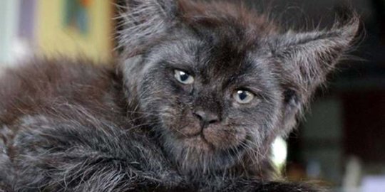 kucing berwajah mirip manusia rev1