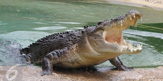 Cerita warga di Sorong bantai ratusan buaya