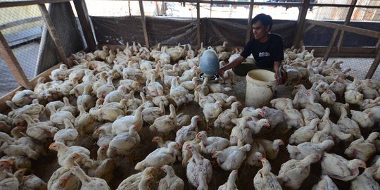 Ayam potong langka di Pekanbaru, sejumlah pedagang terpaksa tutup toko