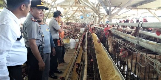 Harga daging ayam dan telur masih tinggi, satgas pangan Mojokerto turun tangan