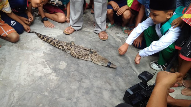 buaya di sungai deli