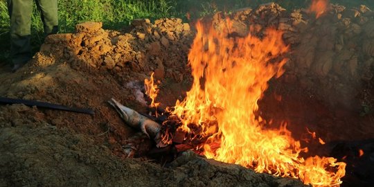 Kesadisan warga Sorong saat membantai ratusan buaya