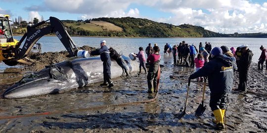Penyelamatan dramatis paus berbobot 2 ton yang terdampar di Chile