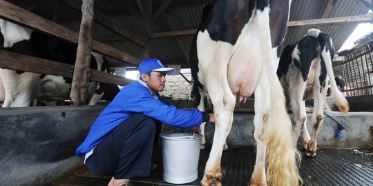 GKSI: bahan utama susu kental manis dipasok dari susu segar dan peternak sapi lokal