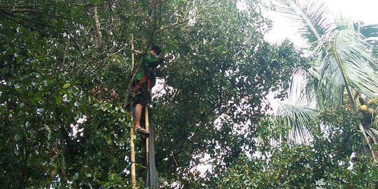 Panen raya di lumbung cengkih Buleleng