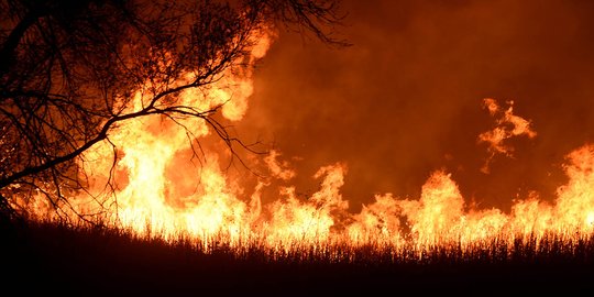 50 Hektare lahan hutan di Aceh terbakar