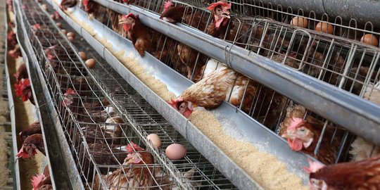 Peternak di Depok ungkap penyebab tingginya harga telur ayam