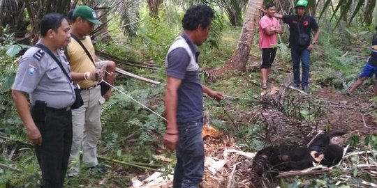 Beruang madu ditemukan dalam jebakan warga Indragiri Hilir