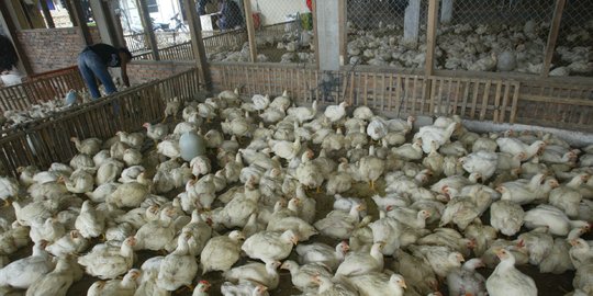 Tak wajar harga daging ayam naik jadi Rp 50.000 per Kg