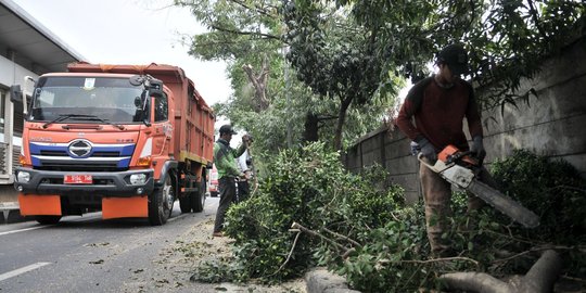 Cegah tumbang, petugas pangkas pohon rimbun di Jalan I Gusti Ngurah Rai
