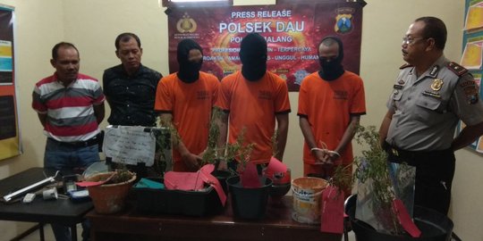 3 Mahasiswa di Malang tanam ganja di rumah kontrakan