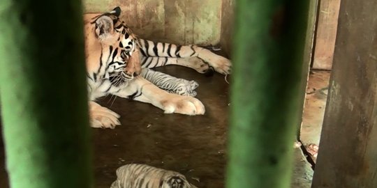 Dana dan kandang terbatas, Medan Zoo barter harimau sumatera