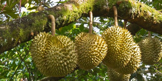 Petani Thailand serahkan diri ke polisi usai tembak mati pencuri durian di ladangnya